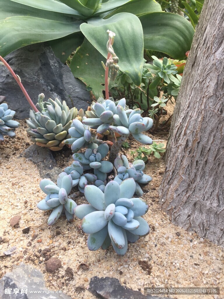蓝石莲 多肉植物