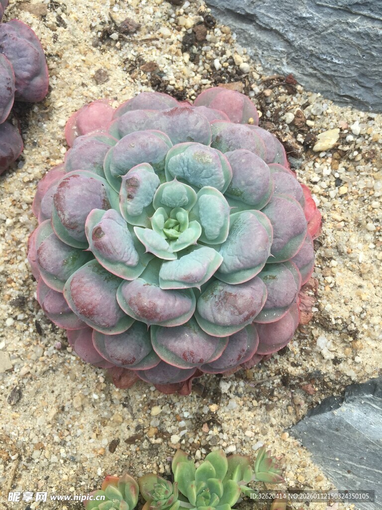 多肉