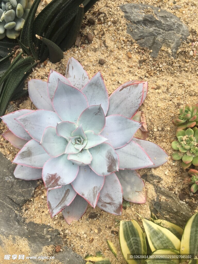 多肉