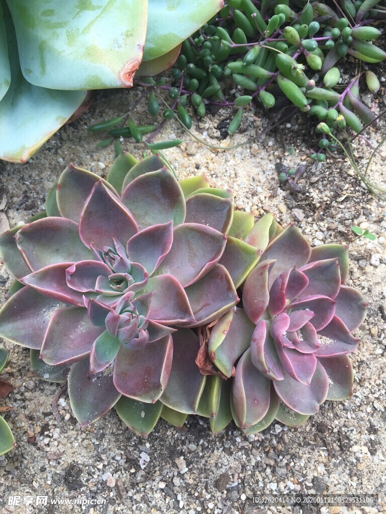 多肉