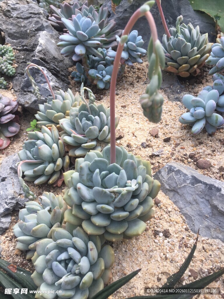 多肉