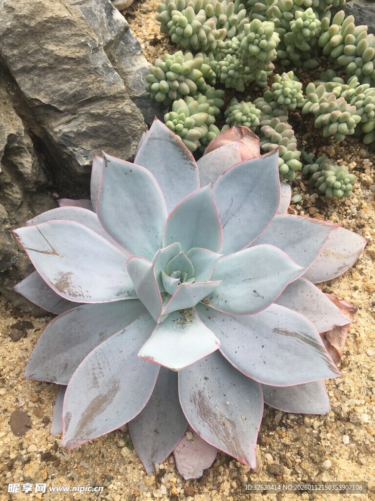 多肉