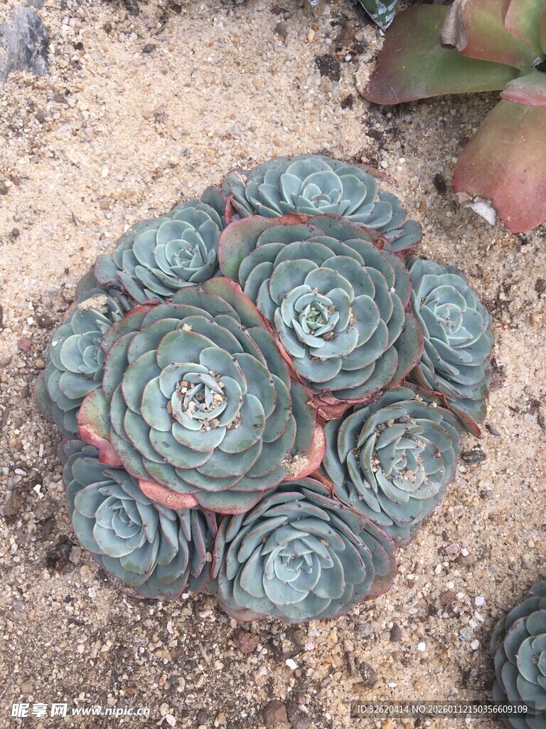 多肉