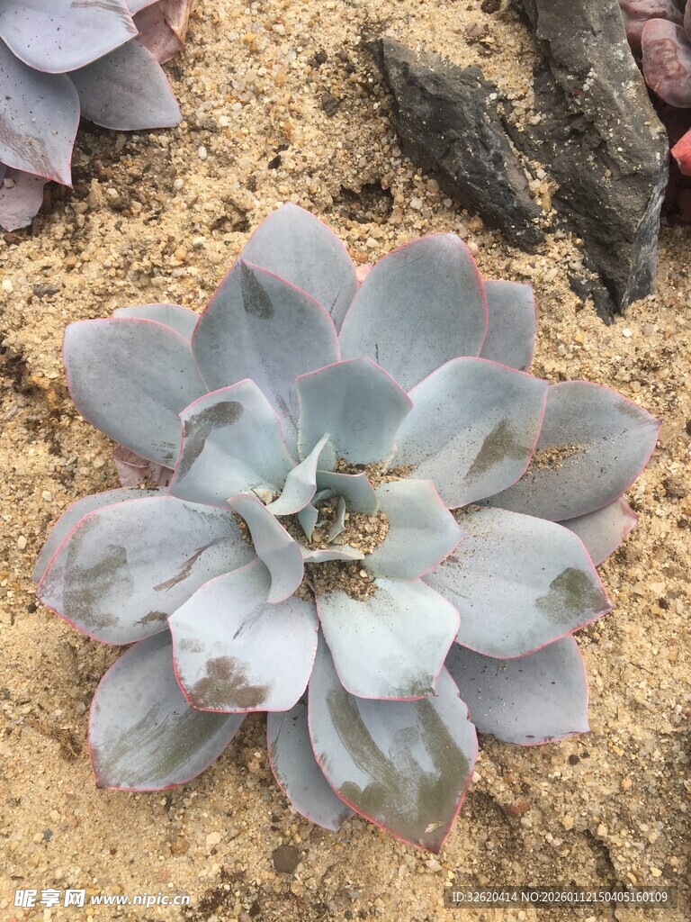 多肉