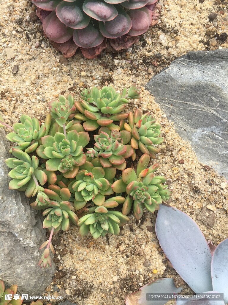 多肉