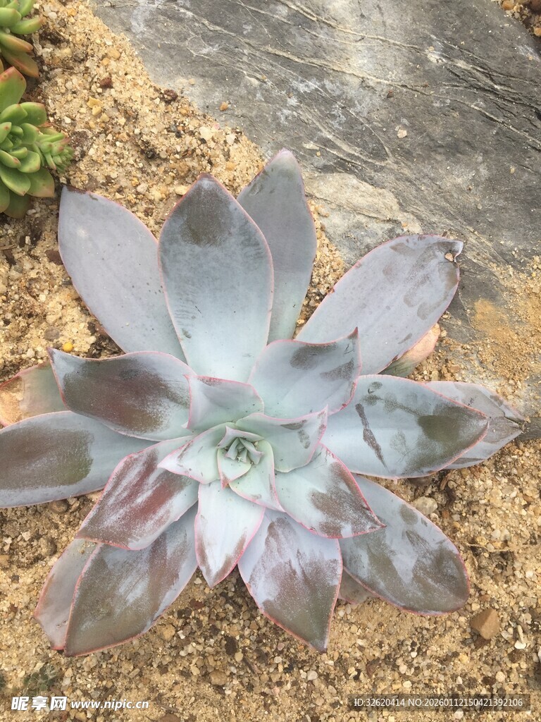 多肉