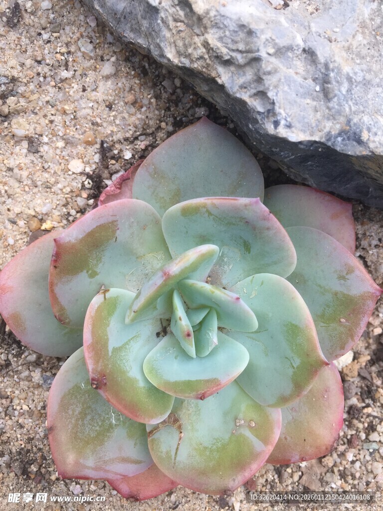 多肉