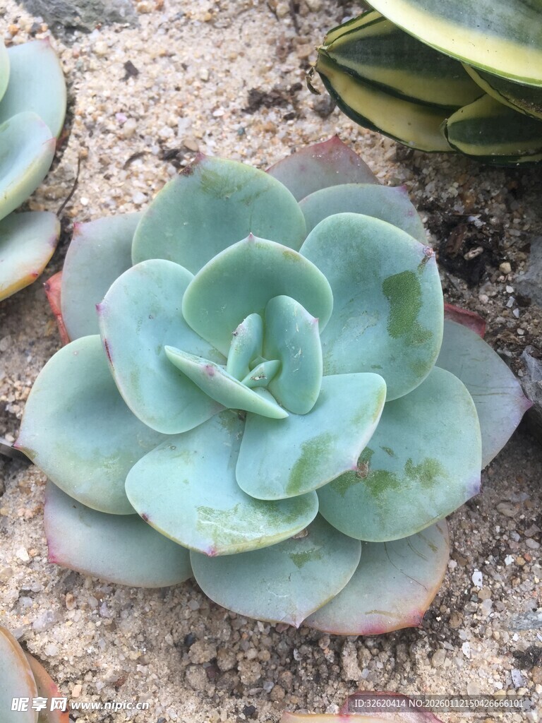 多肉