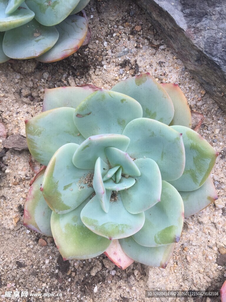 多肉