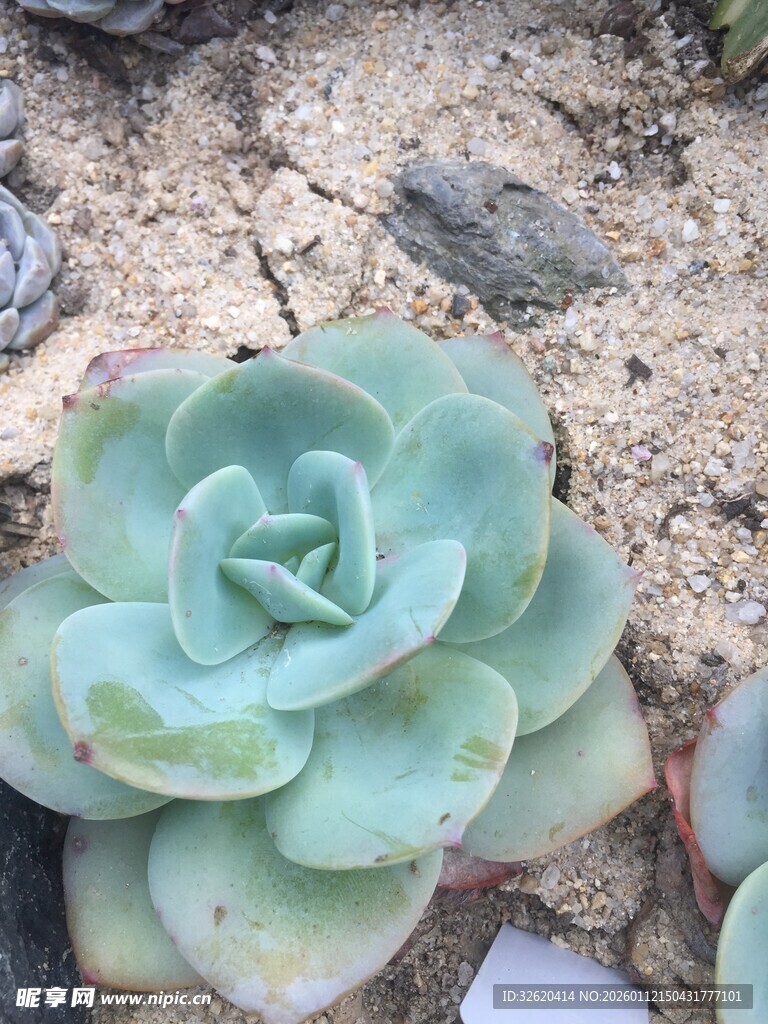 多肉