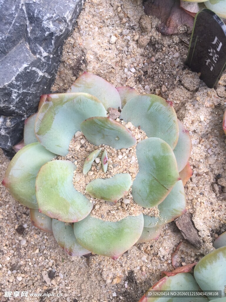 多肉