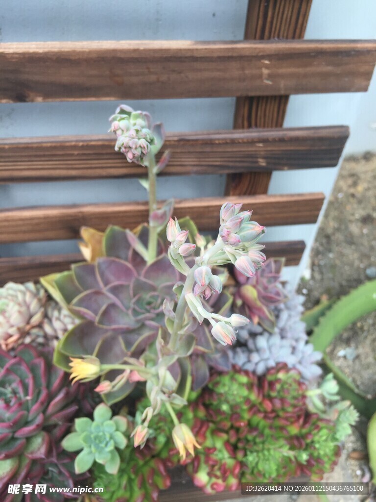 多肉