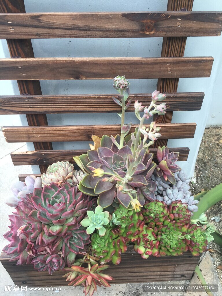 多肉植物