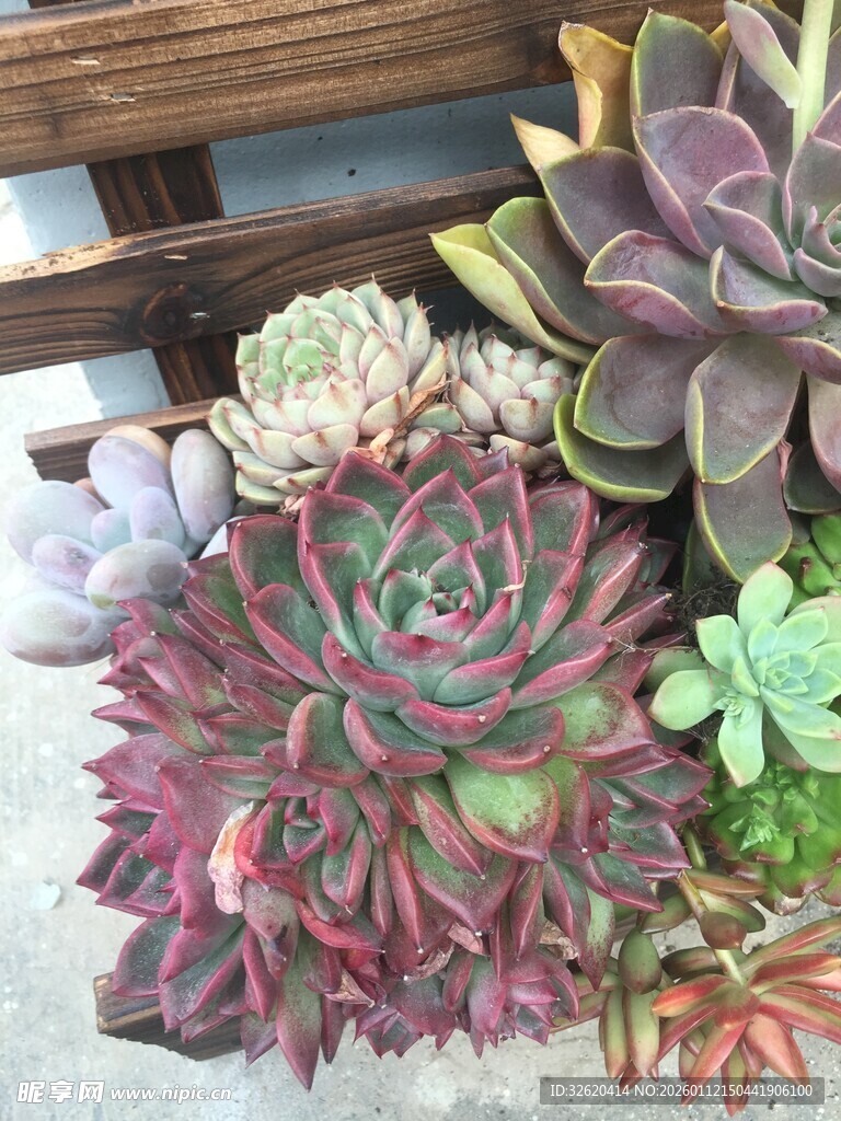 多肉