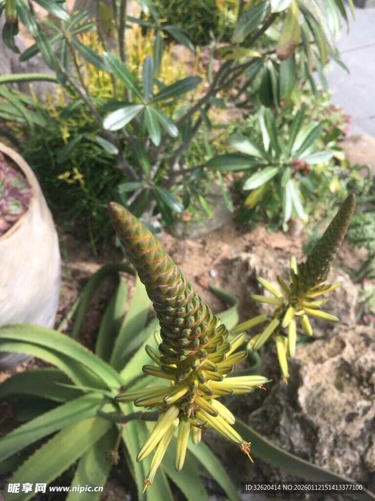 绿植盆栽