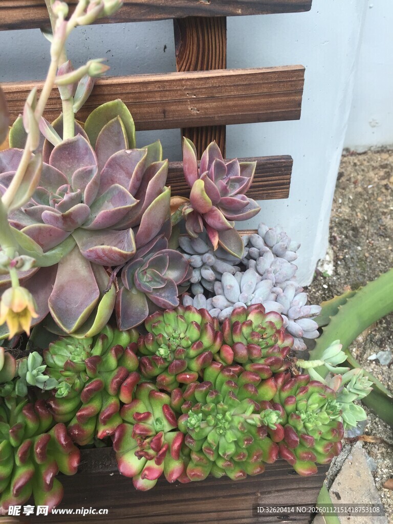 多肉植物盆栽