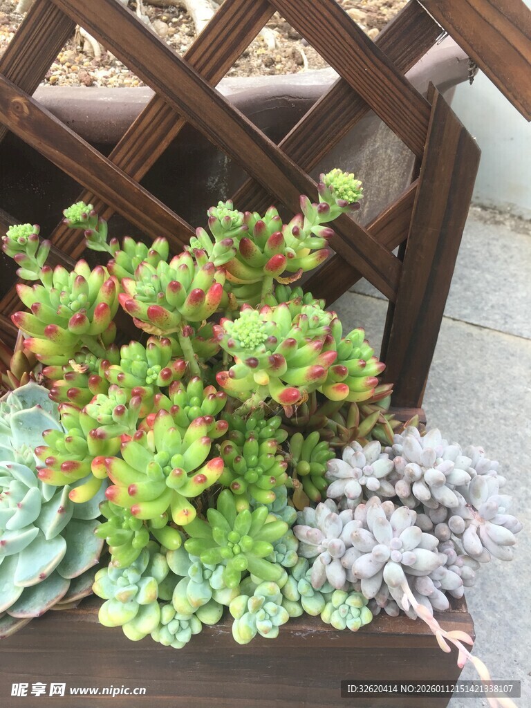多肉植物