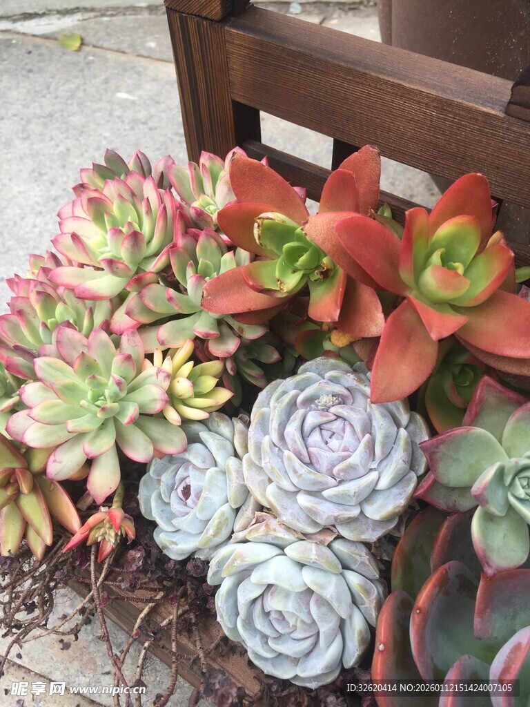 多肉植物组合