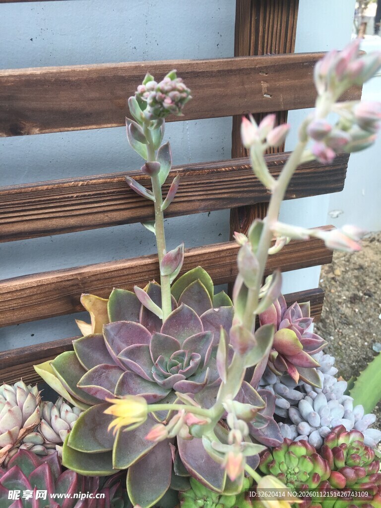 多肉