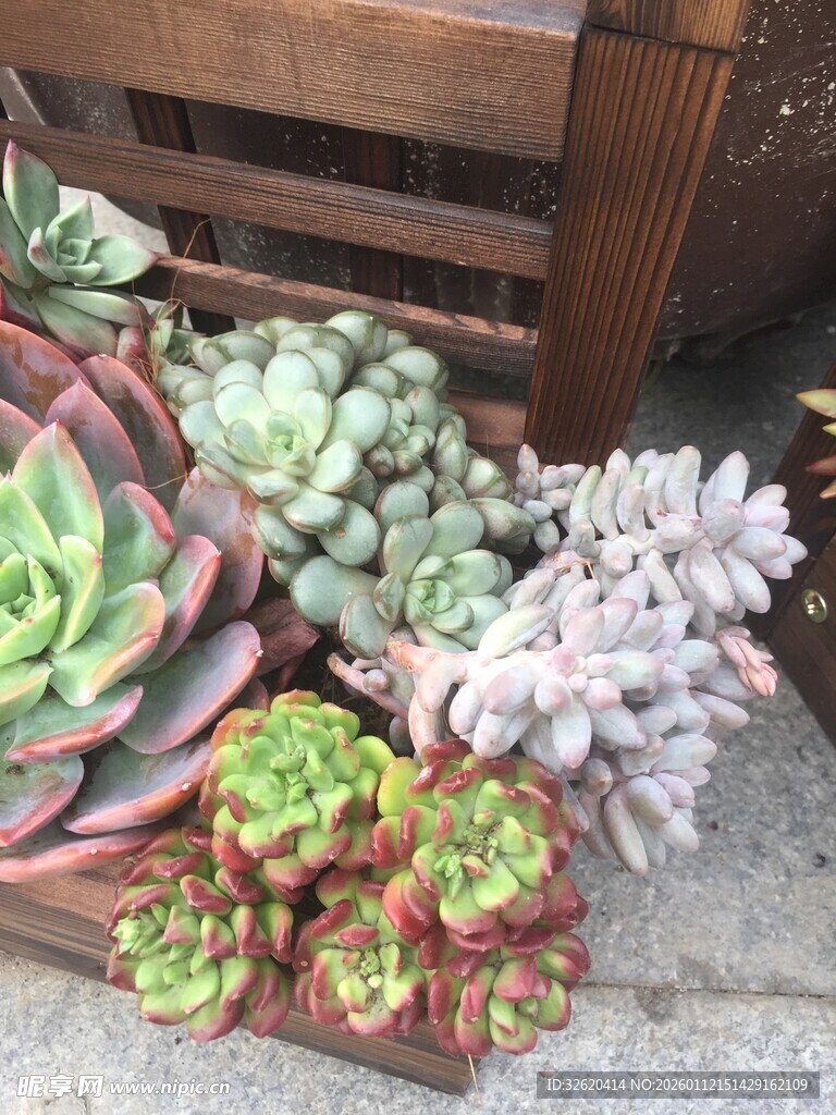多肉