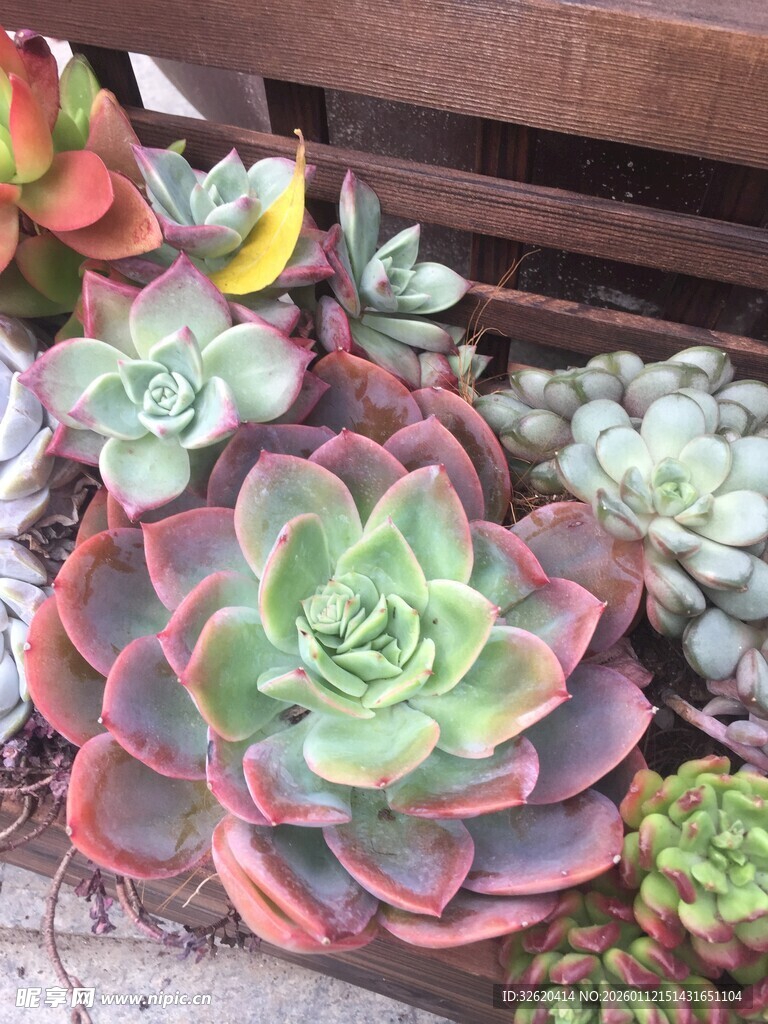 多肉
