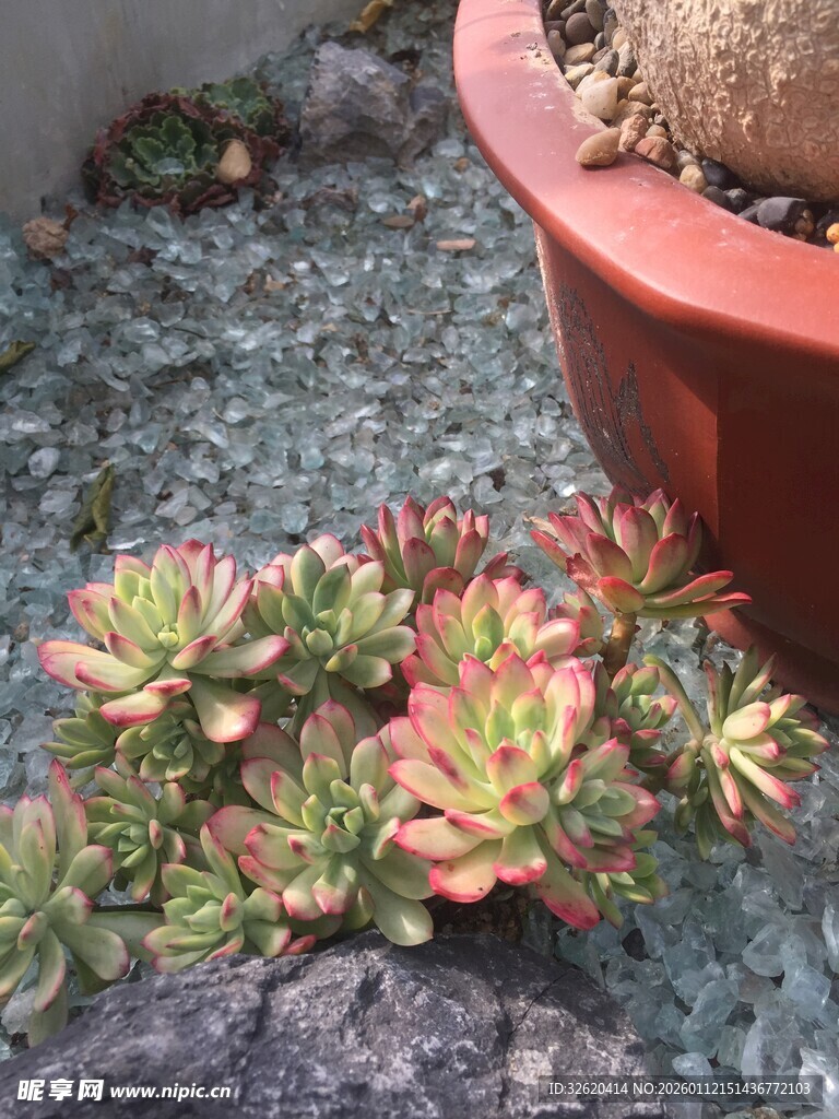 多肉