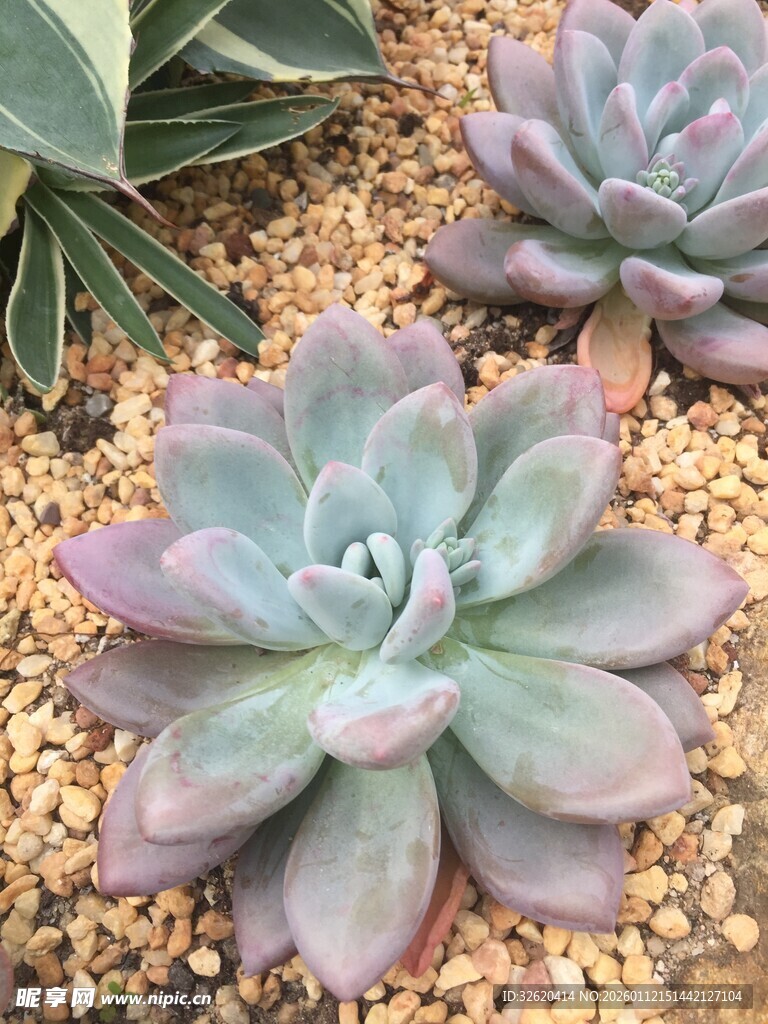 多肉