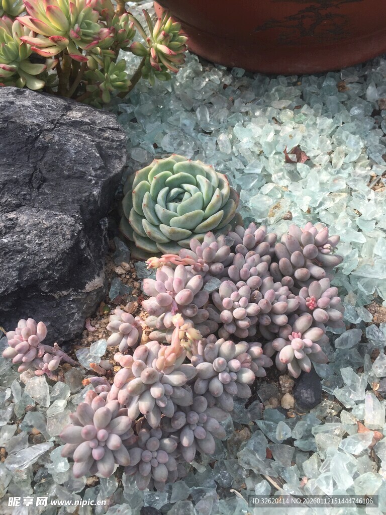 多肉植物