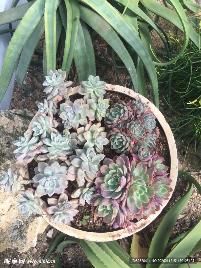 多肉植物