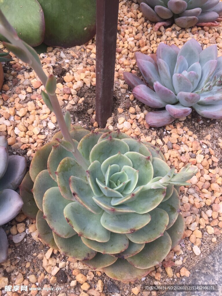 多肉植物