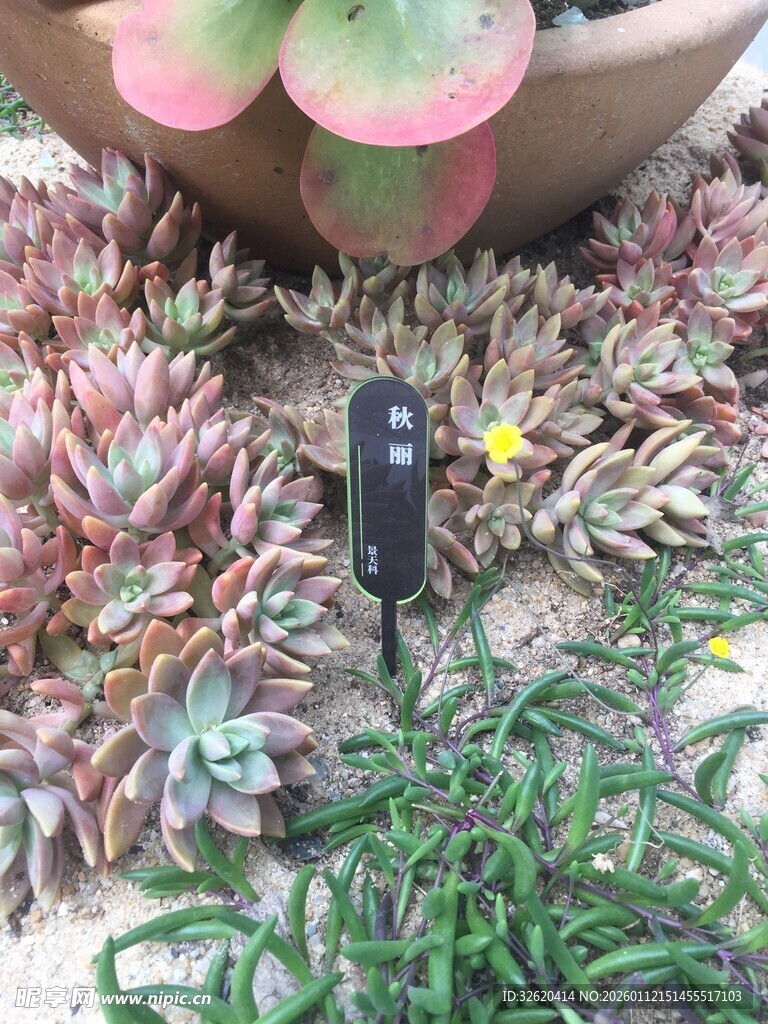 多肉植物