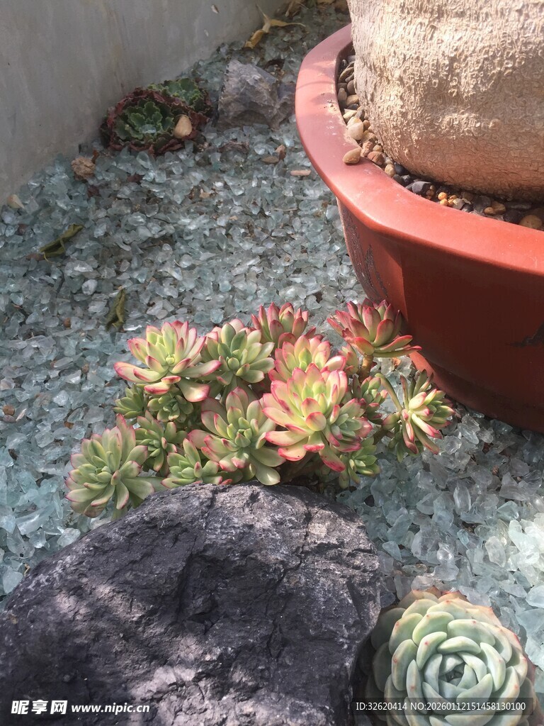 多肉植物盆栽