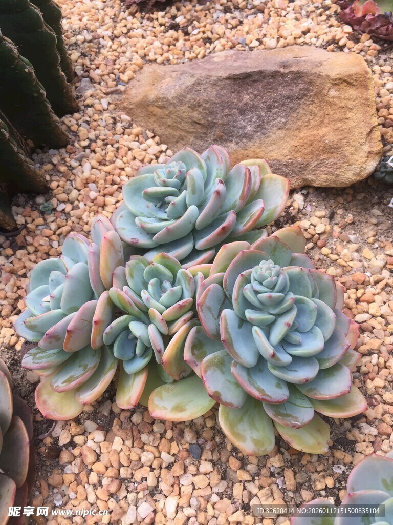 多肉