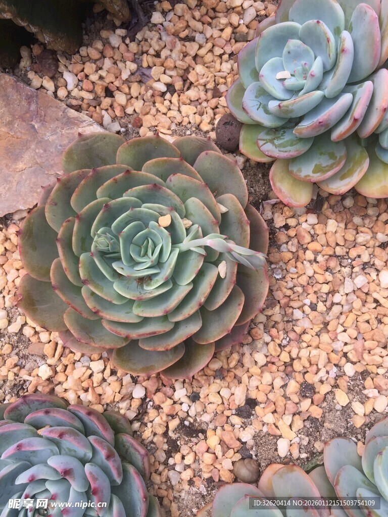 多肉