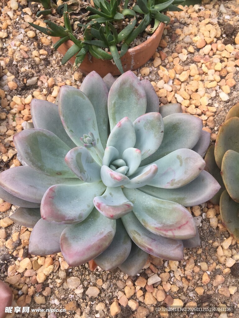 多肉