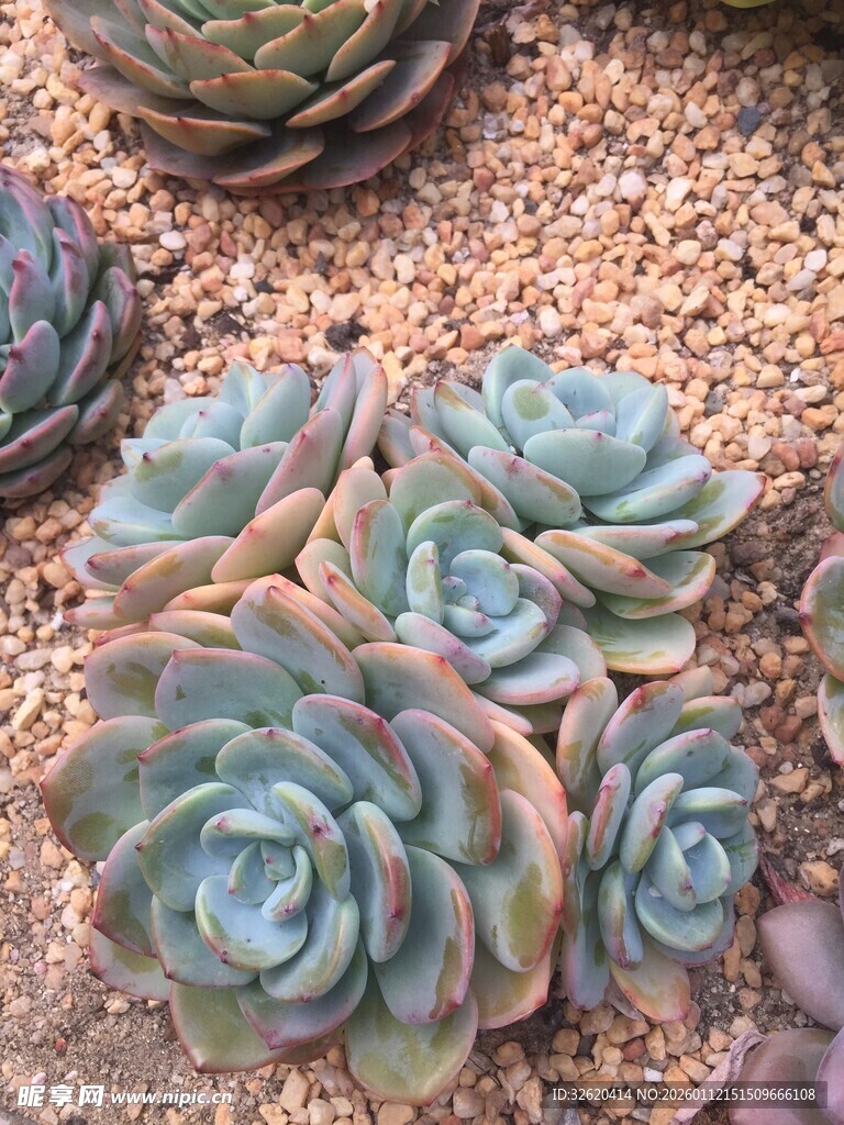 多肉
