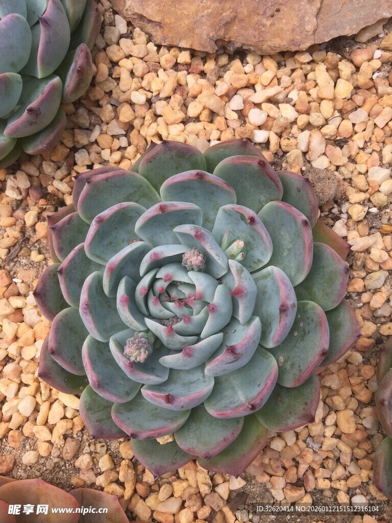 多肉