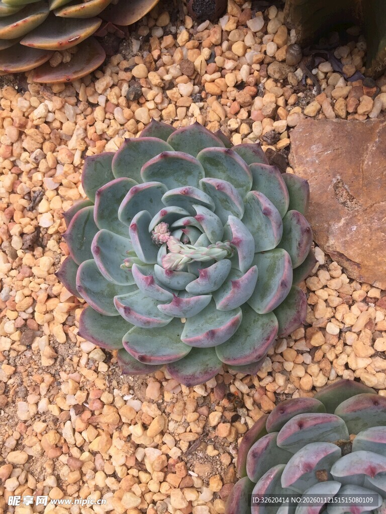 多肉植物