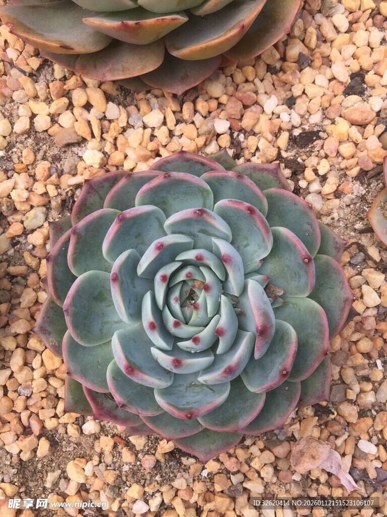 多肉