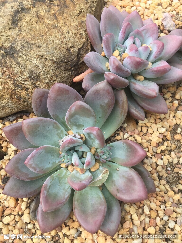 多肉植物