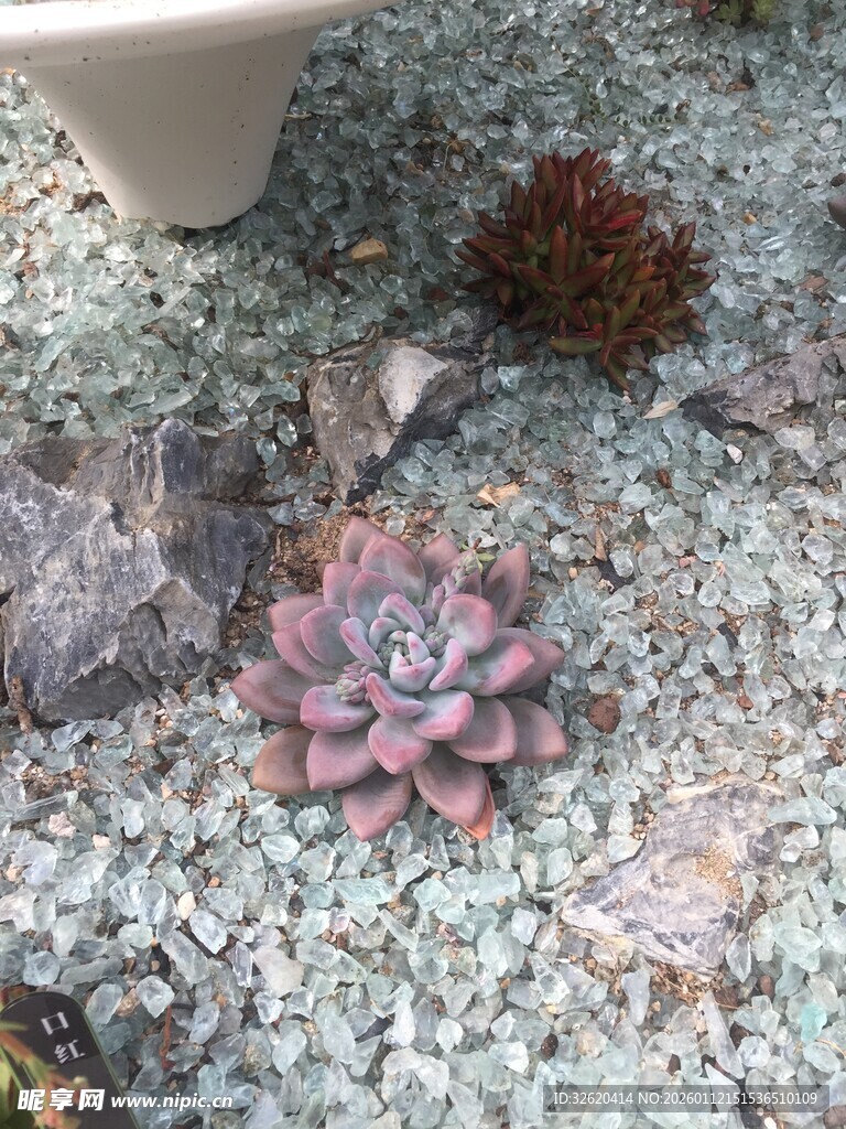 多肉