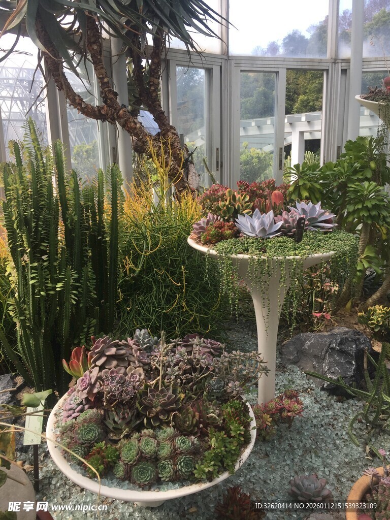 多肉植物