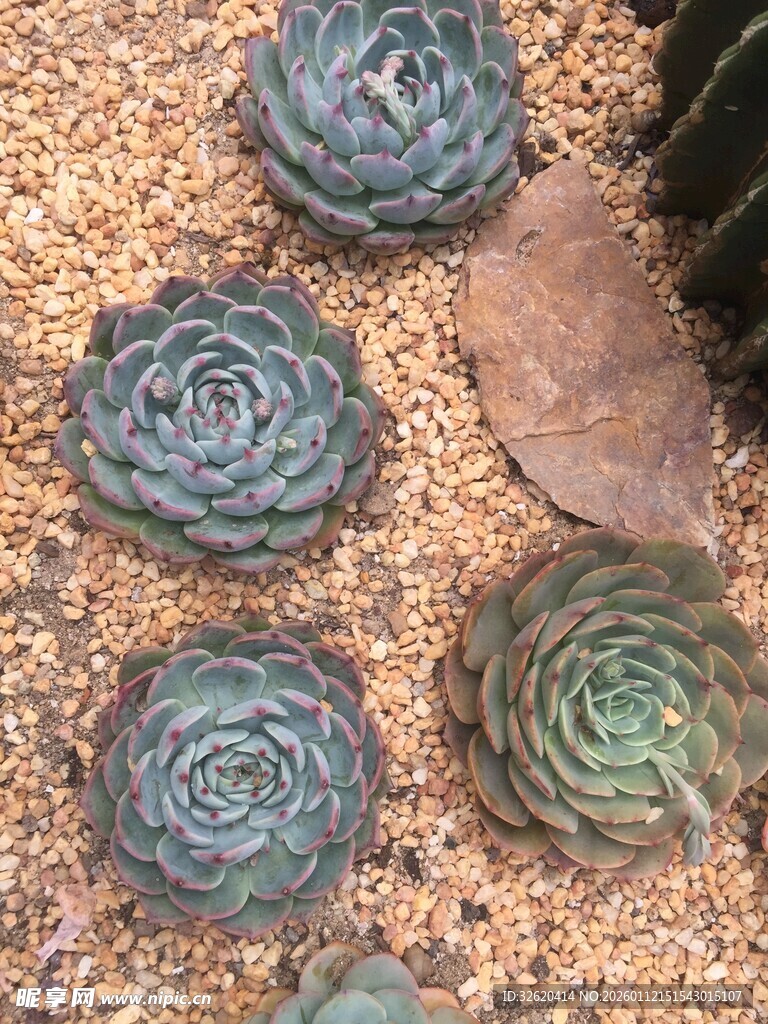 多肉