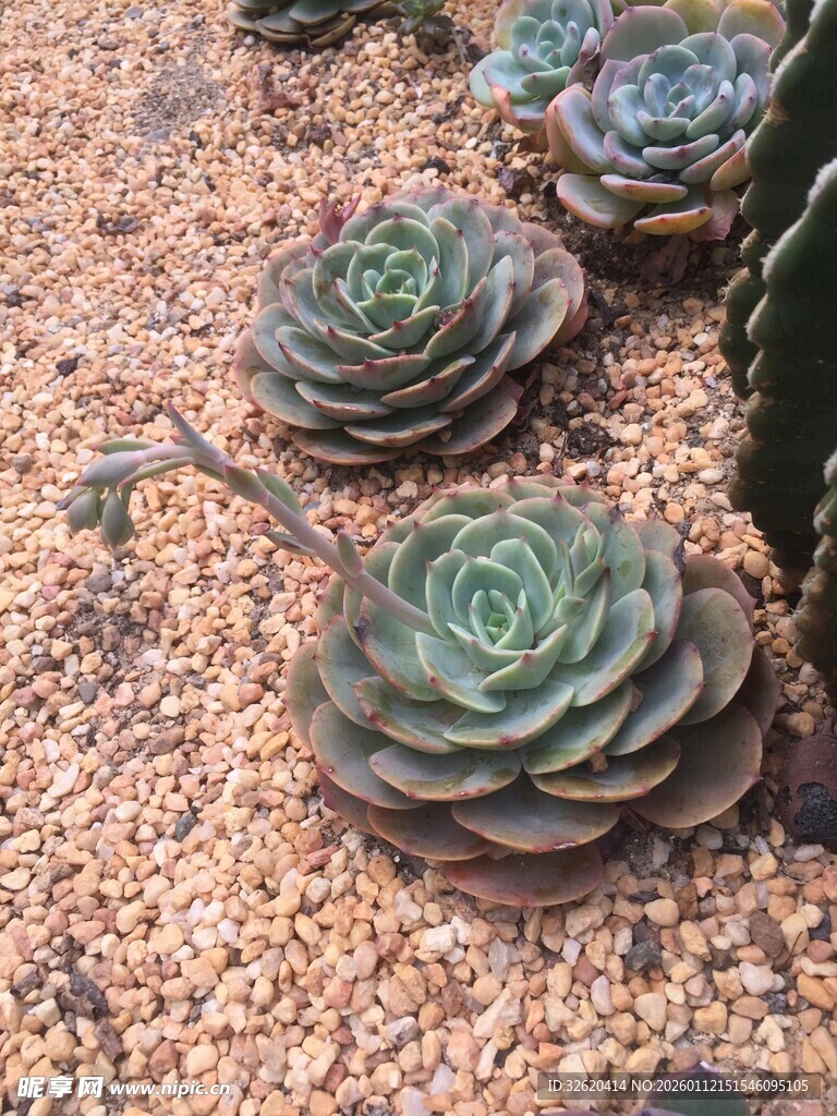 多肉