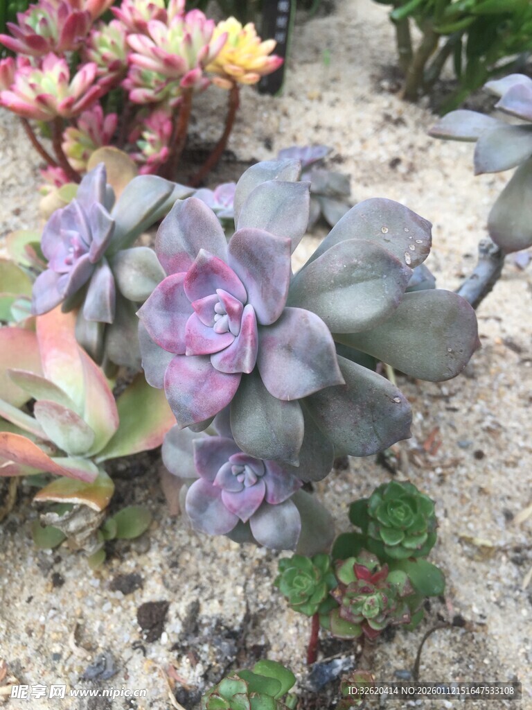 多肉