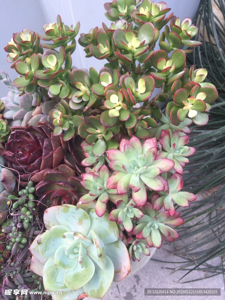 多肉植物组合