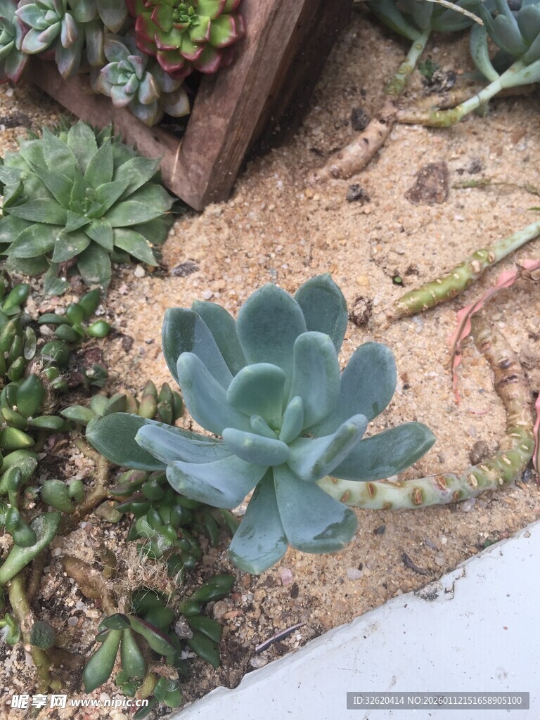多肉