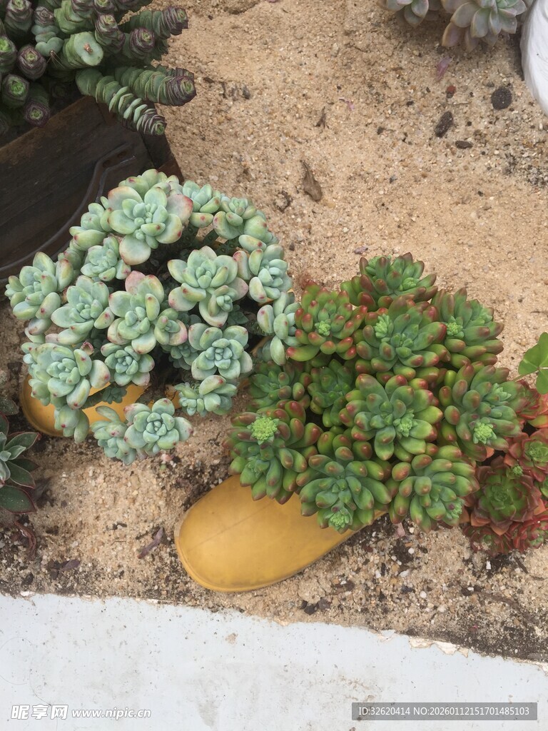 多肉