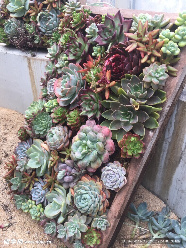 多肉