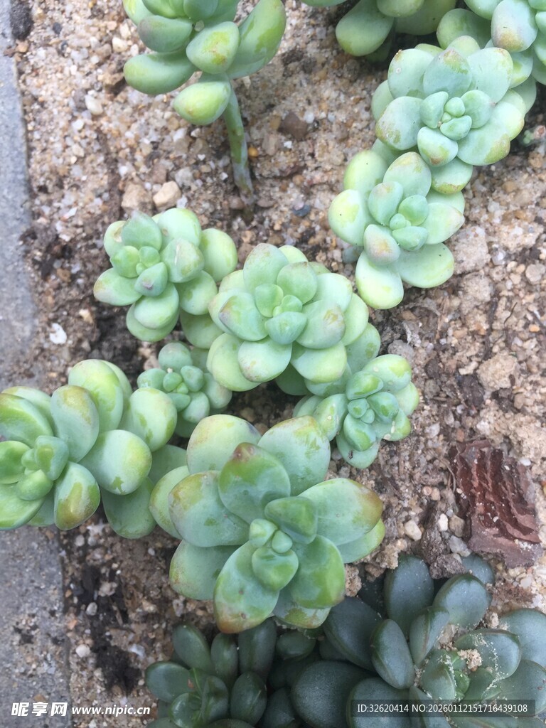 多肉